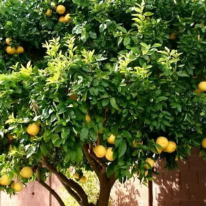 3* Affittacamere Lemon Tree